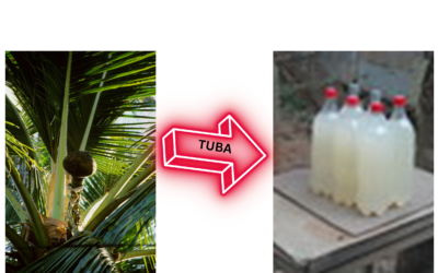 Tuba – The Filipino version of alcoholic Beverage